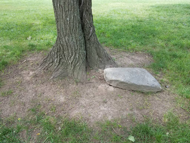 木の下に大きな岩が敷かれた木は - 写真・画像