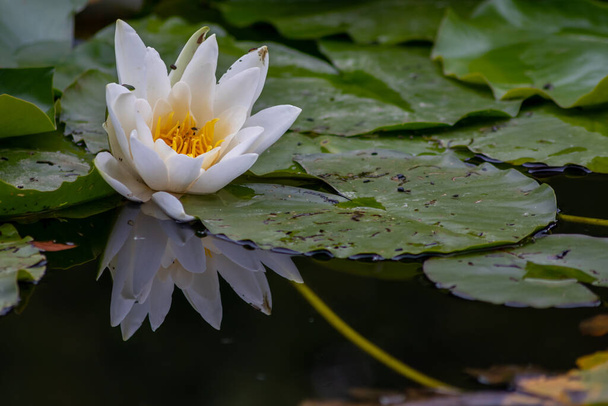 Tropikalna piękna lilia wodna w pełnym ciosem na spokojnej powierzchni wody z jasnym i medytacyjnym refleksji pokazuje zen medytacji i buddyzmu w zgodzie z naturą, ciało i dusza w czasach współczesnych - Zdjęcie, obraz