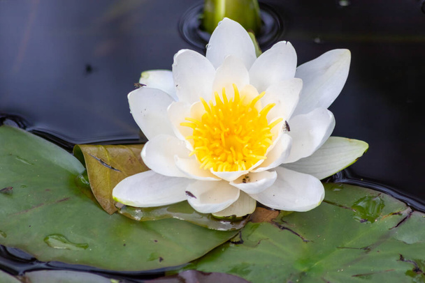 Tropisch schöne Seerose in voller Fahrt auf einer ruhigen Wasseroberfläche mit klarer und meditativer Reflexion zeigt Zen-Meditation und Buddhismus im Einklang mit Natur, Körper und Seele in der Neuzeit - Foto, Bild