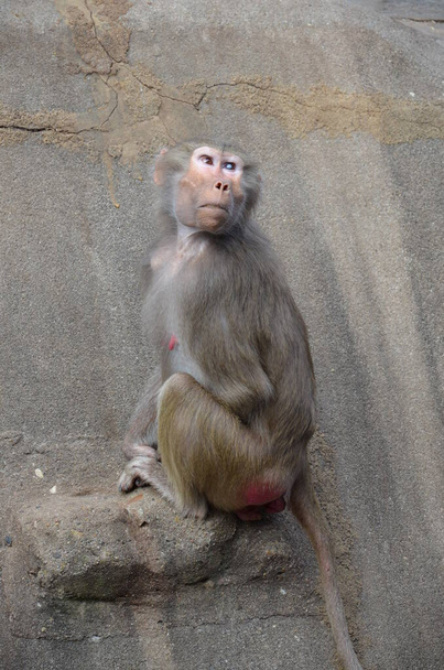 Wild Hamadryas baboon, zoo of Frankfurt (Germany) - Photo, Image