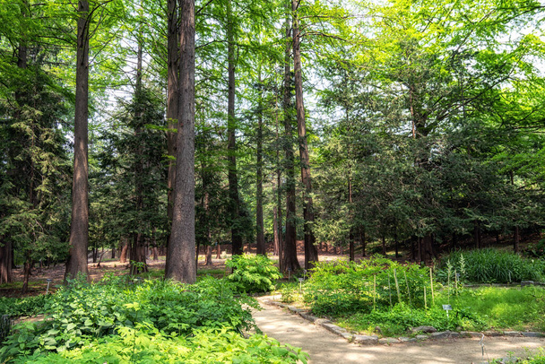 Flore et arbres divers à Hongneun arboretum pris pendant l'été. Considéré comme le premier arboretum en Corée, situé à Séoul, en Corée du Sud. - Photo, image