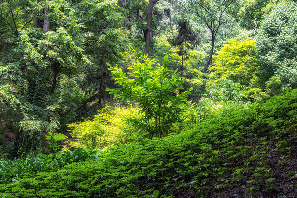 Various flora and trees in Hongneun arboretum taken during summer. Considered the first arboretum in Korea, located in Seoul, South Korea. - Foto, immagini