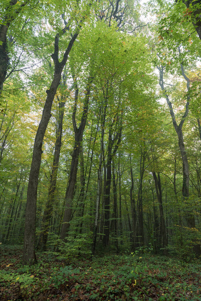 Herbstblick im Belgrader Wald (türkisch: Belgrad Ormani) in Istanbul, Türkei. - Foto, Bild