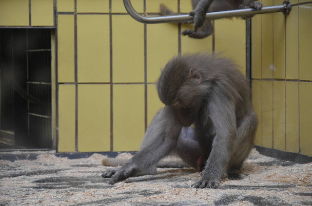 Wild Hamadryas baboon, зоопарк у Франкфурті (Німеччина).) - Фото, зображення