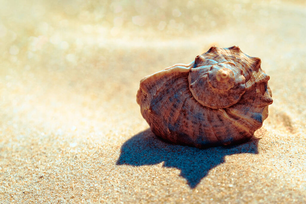 黄金の砂浜、クローズアップで美しい貝殻。あなたのテキストのためのコロナとコピースペースの影と海のシェル. - 写真・画像