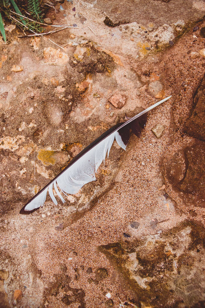 La pluma de la urraca yace en la arena. Moult estacional de aves de verano
 - Foto, imagen