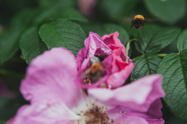  Egy méh virágport gyűjt a vadrózsa virágában. Egy méh virágport gyűjt egy rózsaszín virágban. - Fotó, kép