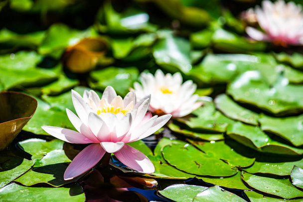 Vodní lilie je poupě a zelená žába v jezírku mezi volnými listy - Fotografie, Obrázek