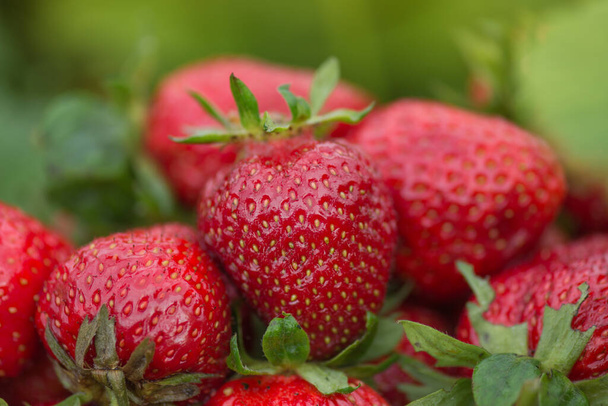Red fresh strawberries textures. Fresh organic berries. Group of strawberry. Fresh ripe perfect strawberry - Foto, Bild