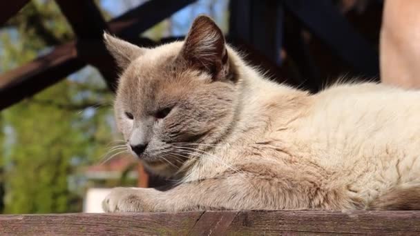 Η γάτα βρίσκεται σε μια ξύλινη βεράντα και απολαμβάνει τον ήλιο. - Πλάνα, βίντεο