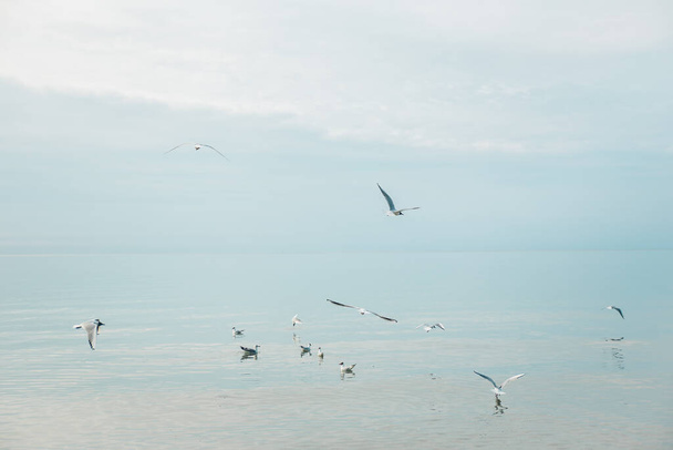 Seagull birds at the coast of Baltic sea in Poland - Fotó, kép