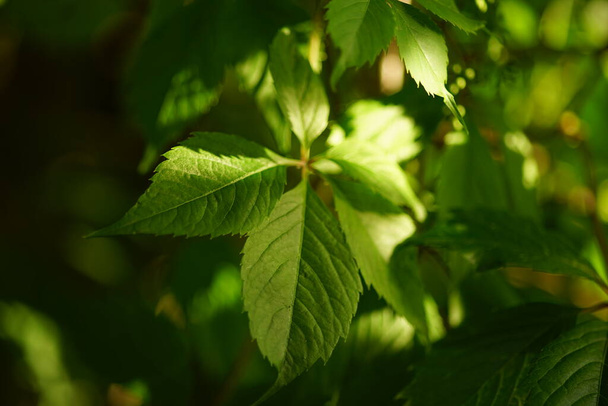 В солнечном летнем саду растут молодые зеленые листья дикого винограда
 - Фото, изображение