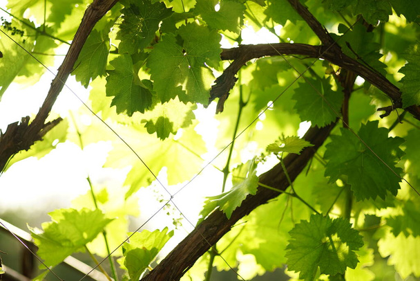 Fresh green grape leaves grow on the branches in the sunny summer garden. - Фото, изображение