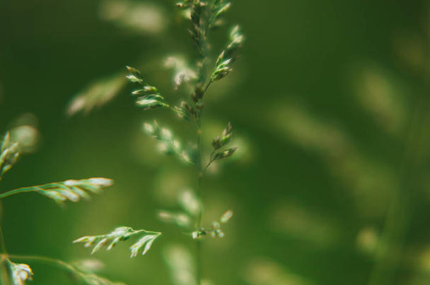 blurred green background from spikelets of plants - Photo, Image