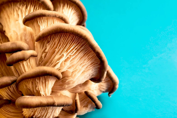 lotes de cogumelos ostra em um fundo azul
 - Foto, Imagem