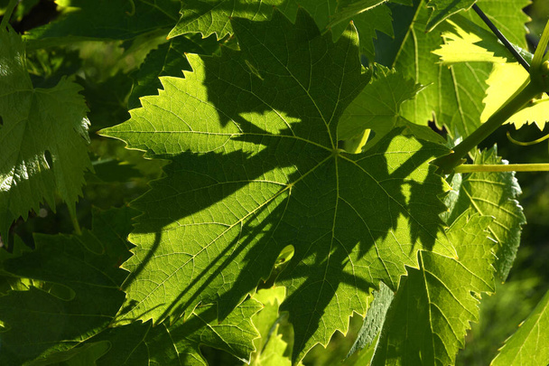foglie verdi di vite in un vigneto in una giornata di sole
 - Foto, immagini