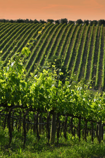 Beautiful rows of Vineyards in Tuscany. Italy - Foto, Bild
