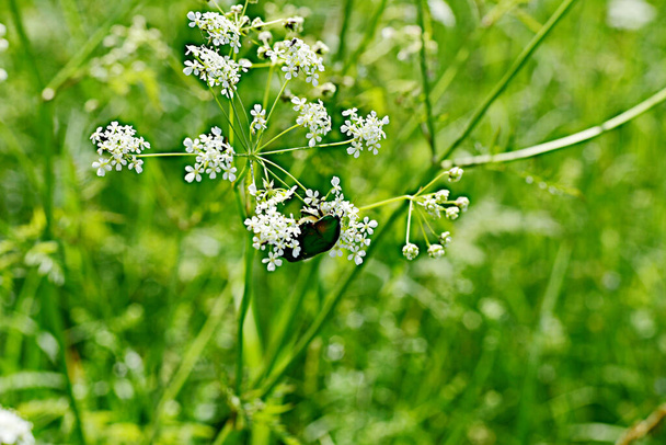 Dunkler bA-Käfer sitzt auf einer Blume, die in einem weißen Waldstück auf einer weißen Blume wächst. Hochwertiges Foto - Foto, Bild