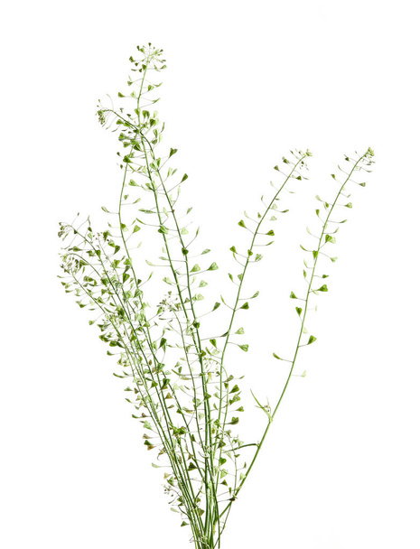 Capsella bursa-pastoris, known as shepherd's purse because of its triangular flat fruits, which are purse-like, is a small annual and ruderal flowering plant in the mustard family - Photo, image