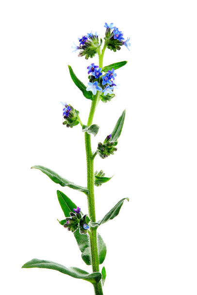 Anchusa officinalis é uma espécie de planta com flor pertencente à família Anchusa. Foto de alta resolução de ervas em um fundo branco
. - Foto, Imagem