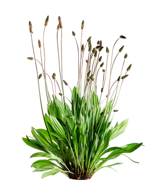 Trubkovec (Plantago lanceolata) na bílém pozadí. Bylina používaná v alternativní medicíně. - Fotografie, Obrázek