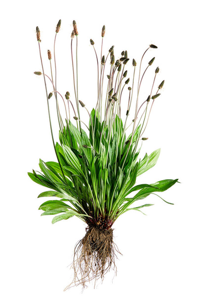 Tuft ribwort (Plantago lanceolata) on white background. Herb used in alternative medicine. - Photo, Image