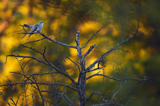 Звичайна зозуля (Cuculus canorus) птах, який паразитує гнізда інших птахів. Зозуля сидить на сухому дереві під час заходу сонця
.  - Фото, зображення