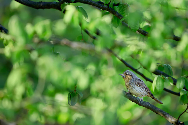 Pescoço-de-cera eurasiano ou Pescoço-de-cera do norte (Torquilla Jynx). Foto de primavera de um pássaro sentado em um galho. Um pássaro cuja casa é pomares velhos
.  - Foto, Imagem