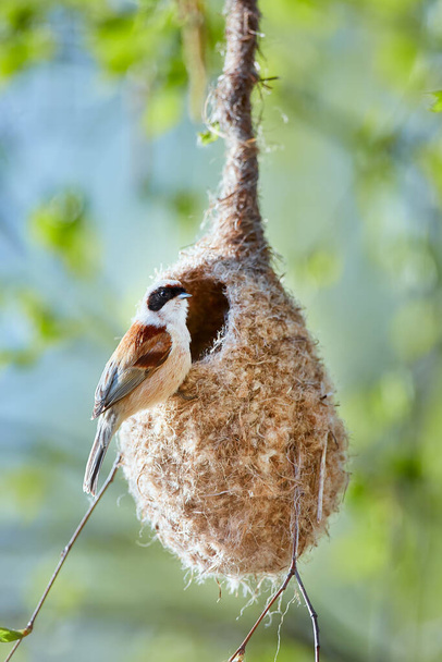O peito do pêndulo eurasiano ou o peito do pêndulo europeu (pêndulo de Remiz) constrói um ninho em uma árvore. Primavera no reino dos pássaros. Pássaro que vive perto de lagos
. - Foto, Imagem
