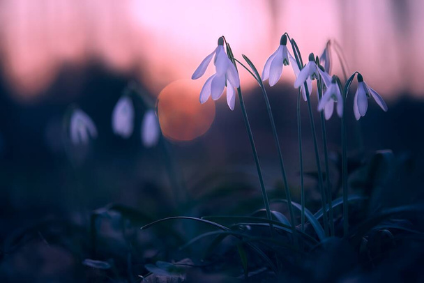 Lumipisarat (Galanthus nivalis) pimeässä metsässä auringonlaskun aikaan. Kauniita lumikukkia (Galanthus nivalis) keväällä. Art valokuvaus käsite. - Valokuva, kuva