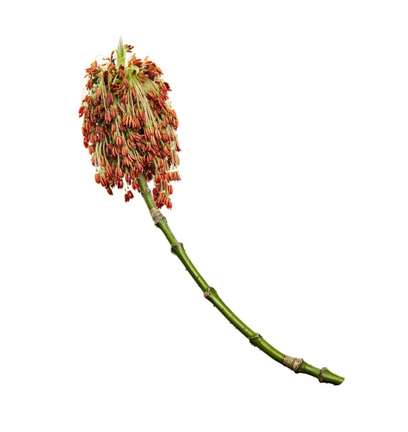 Acer negundo is a species of maple native to North America. Flower isolated on white background. - Photo, Image