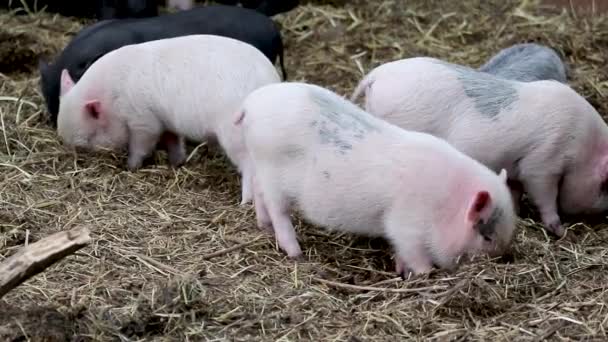 Little baby pigs eating. Pink and black piglets in straw on farm - Footage, Video