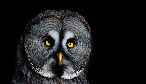 Uma foto dramática de uma coruja grande. Great Grey Owl (Strix nebulosa) retrato no fundo preto
. - Foto, Imagem