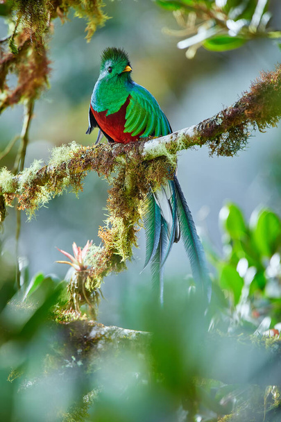 Der schönste Vogel Mittelamerikas. Resplendent Quetzal (Pharomachrus mocinno) Sitzt ma Zweige mit Moos bedeckt. Schöner grüner Quetzal mit rotem Bauch. - Foto, Bild
