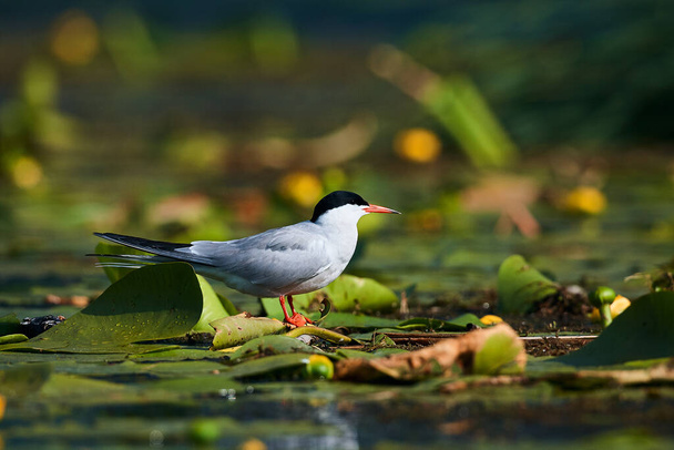 Tern comum (Sterna hirundo) sentado na vegetação aquática na foz do delta do Danúbio, na Romênia. Cena de vida selvagem da natureza. Animais em ambiente natural
. - Foto, Imagem