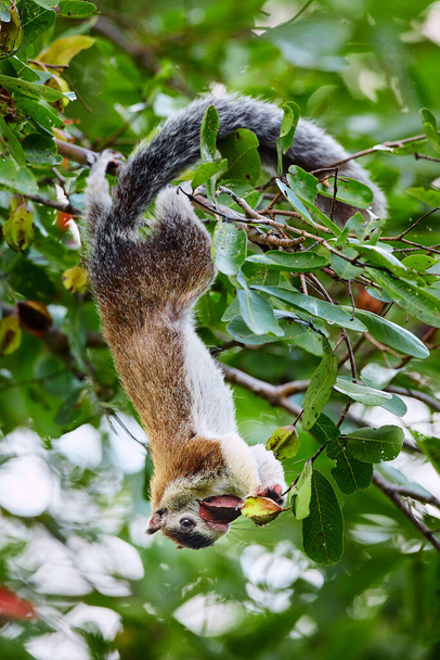 Um grande esquilo do Sri Lanka pendurado em uma árvore e se alimentando. Esquilo gigante grelhado (Ratufa macroura) no parque nacional de Wilpattu, Sri Lanka
 - Foto, Imagem