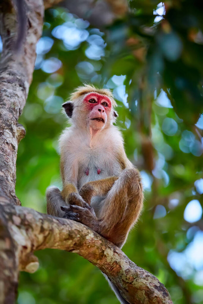 Um macaco velho sentado numa árvore. Macaco (Macaca sinica) em Wilpattu. Cena de vida selvagem do Sri Lanka
. - Foto, Imagem
