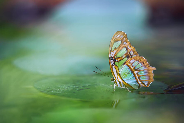 Borboleta de malaquita (Siproeta stelenes) na folha verde. Bela borboleta colorida da Costa Rica. Insetos no habitat natural
. - Foto, Imagem