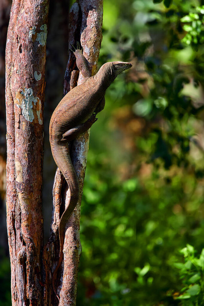 Bengalmonitori (Varanus bengalensis) tai yhteinen intialainen monitori, lepää puussa Wilpattun kansallispuistossa, Sri Lankassa. - Valokuva, kuva