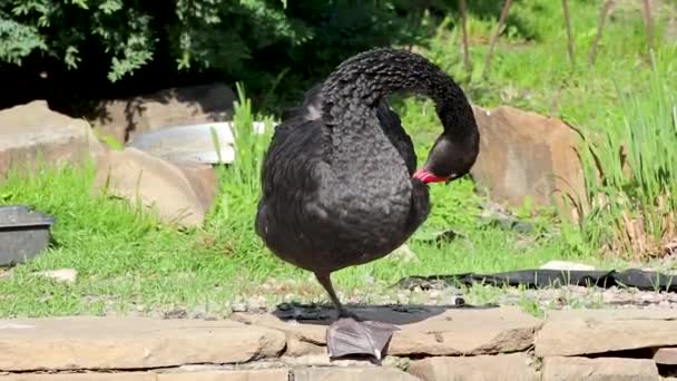 Černý labutí pták stojící na jedné noze a čistící peří u jezírka za slunečného letního dne. Pěkný odraz - Záběry, video