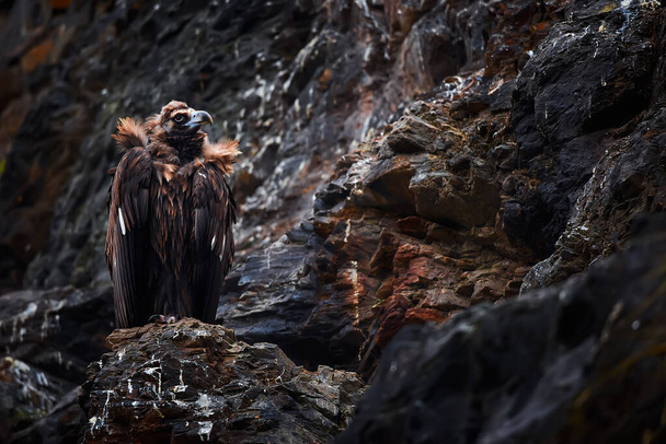 O abutre cinereoso (Aegypius monachus) também conhecido como o abutre preto, monge ou abutre negro eurasiano sentado no local de nidificação. Animal selvagem em local de nidificação na Espanha
. - Foto, Imagem