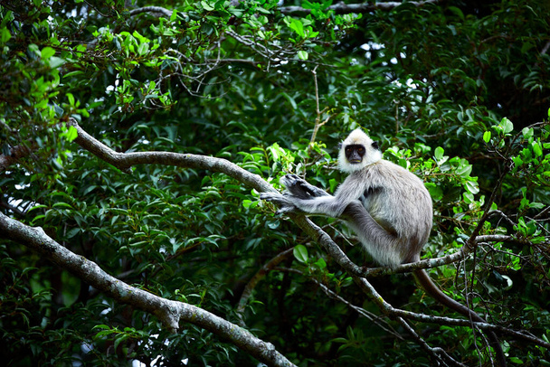 Macaco selvagem no Parque Nacional Udawalawe. Langurs cinzentos, langurs sagrados, langurs indianos ou langurs Hanuman são um grupo de macacos do Velho Mundo nativos do subcontinente indiano, macacos sentados na árvore, Sri Lanka
 - Foto, Imagem