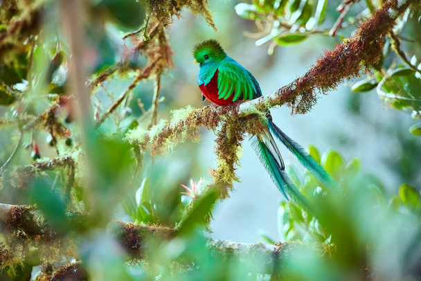 A ave mais bonita da América Central. Quetzal resplandecente (Pharomachrus mocinno) Sentado ma ramos cobertos com musgo. Quetzal verde bonito com barriga vermelha
. - Foto, Imagem