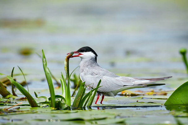 Tern Whiskered (Chlidonias hybrida) com peixes em seu bico. Observação de aves no delta do Danúbio, Romênia. Tern em habitat natural com lúcio capturado
. - Foto, Imagem
