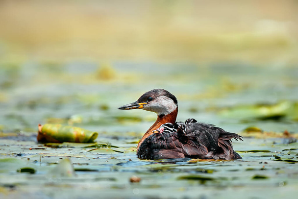 The red-necked grebe (Podiceps grisegena) with young on his back. Animal in natural environment. Wild scene of the Danube Delta, Romania. A parent taking care of his offsprings. - Photo, Image