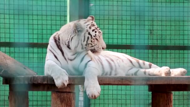 Witte tijger met zwarte strepen wast zich op houten dek. Dichtbij uitzicht met groene dierentuin achtergrond. Wilde dieren, grote kat - Video