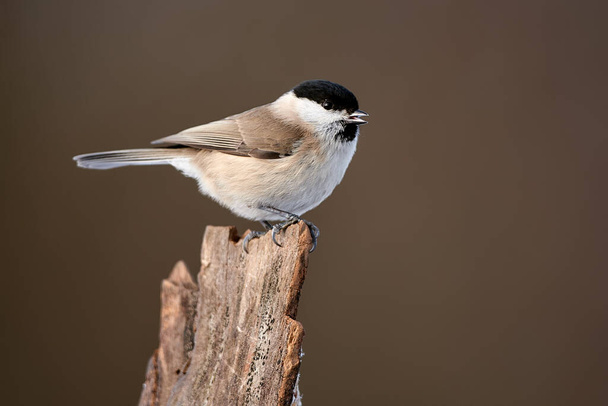 Marsh tit (Poecile palustris) frequent visitor in winter on a feeder. We often find this bird in the garden or in the woods.  - Photo, Image