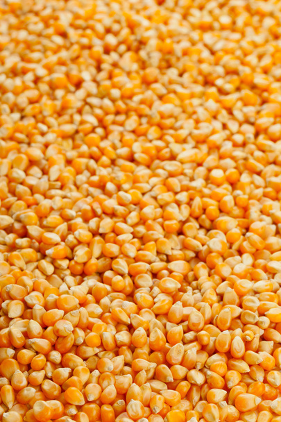 Corn kernels - Photo, image