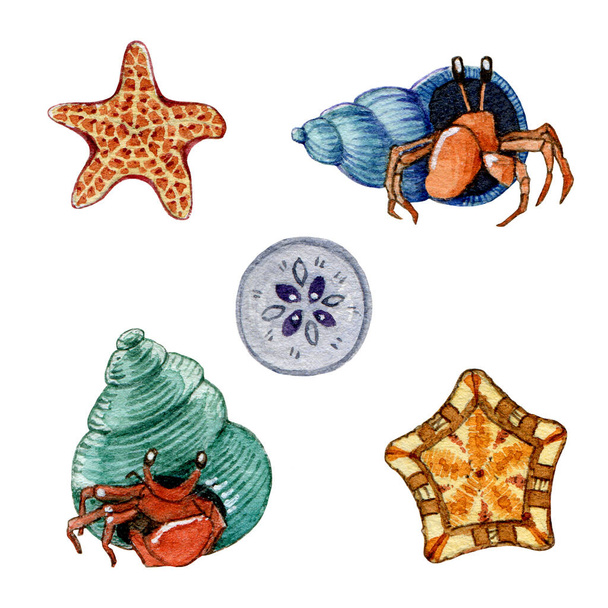 Смешной набор акварельных иллюстраций для крабов и звезд. Ручное рисование морских красочных существ. Морская подводная дикая природа. Маленькие раковины и морские звезды на белом фоне
 - Фото, изображение