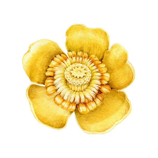 Yellow water lily flower watercolor illustration. Hand drawn close up realistic nuphar lutea blooming flower image. Golden water plant blossom element isolated on white background - Photo, Image